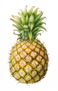 Picture of a Pineapple, a key ingredient of our natural products.